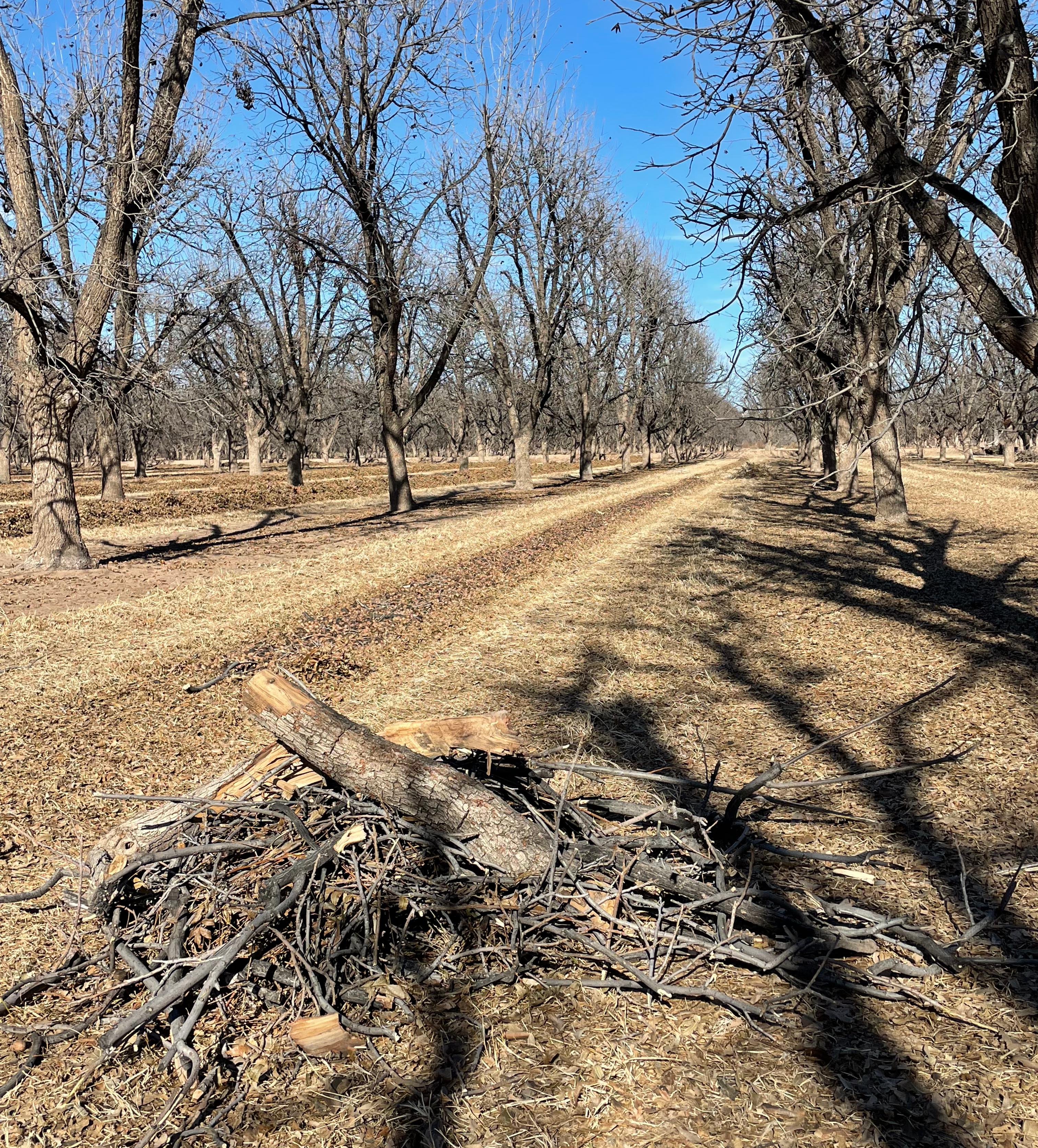 Stick and Debris Removal